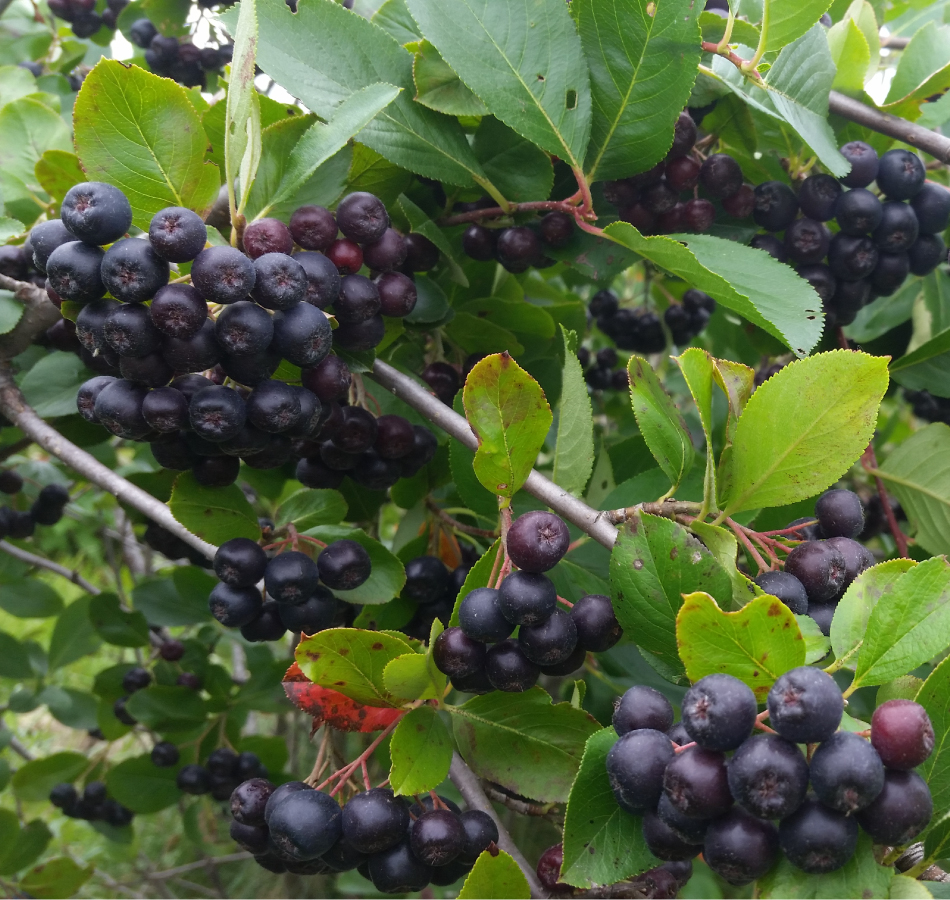 aronia berry image