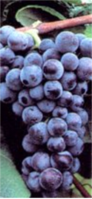 concord grapes